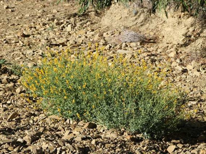 Corydalis flabellata