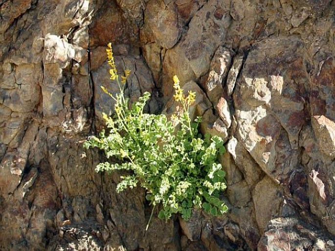 Corydalis flabellata