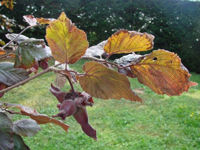 Corylus maxima