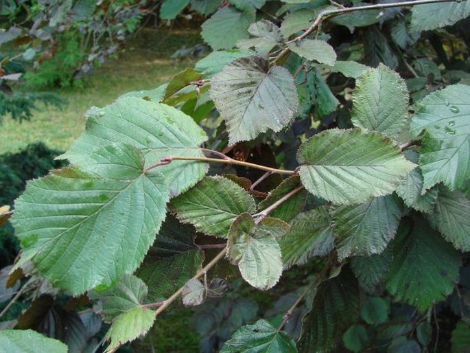 Corylus maxima