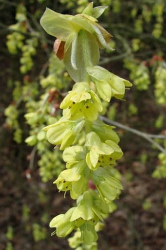 Corylopsis sinensis