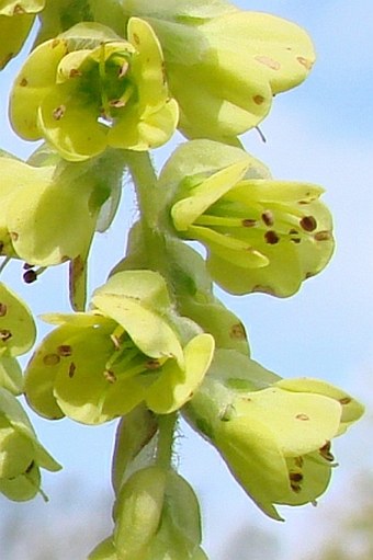 Corylopsis sinensis