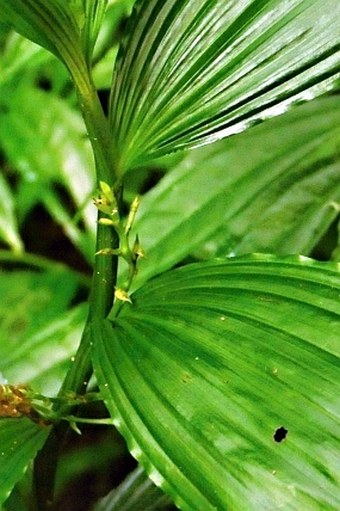 Corymborkis veratrifolia