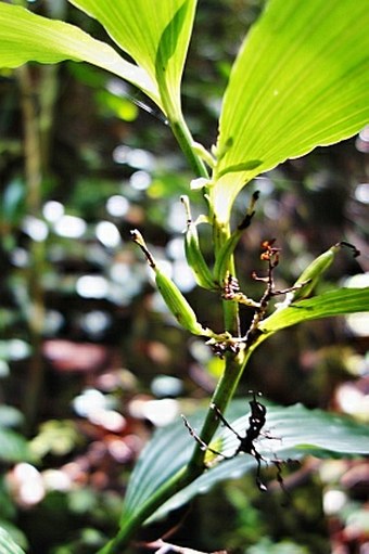 Corymborkis veratrifolia