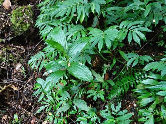 Corymborkis veratrifolia