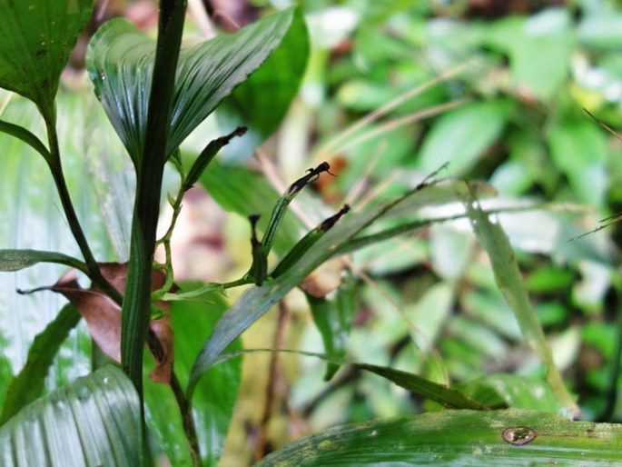 Corymborkis veratrifolia