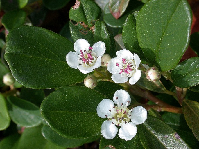 Cotoneaster dammeri