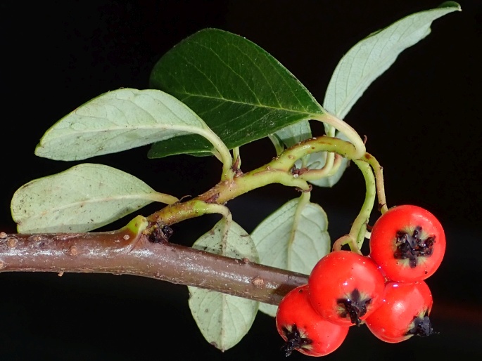 Cotoneaster dammeri