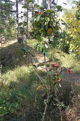 Cotoneaster tomentosus