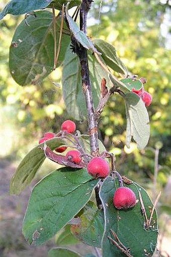 Cotoneaster tomentosus