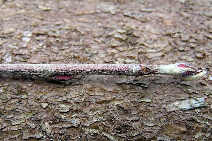 Cotoneaster tomentosus