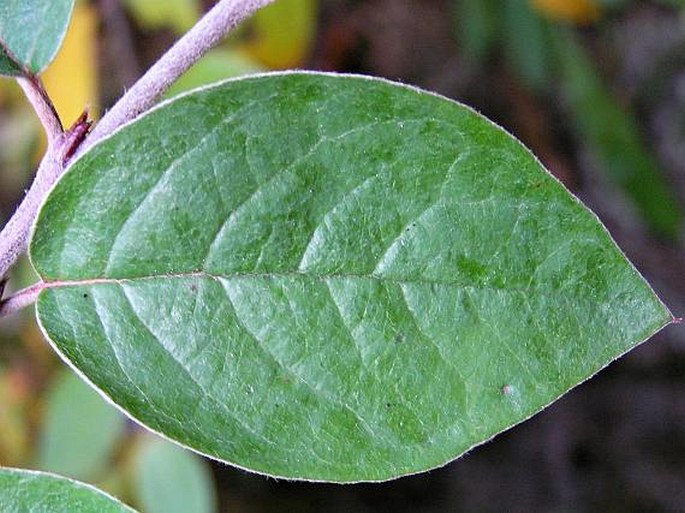 Cotoneaster tomentosus