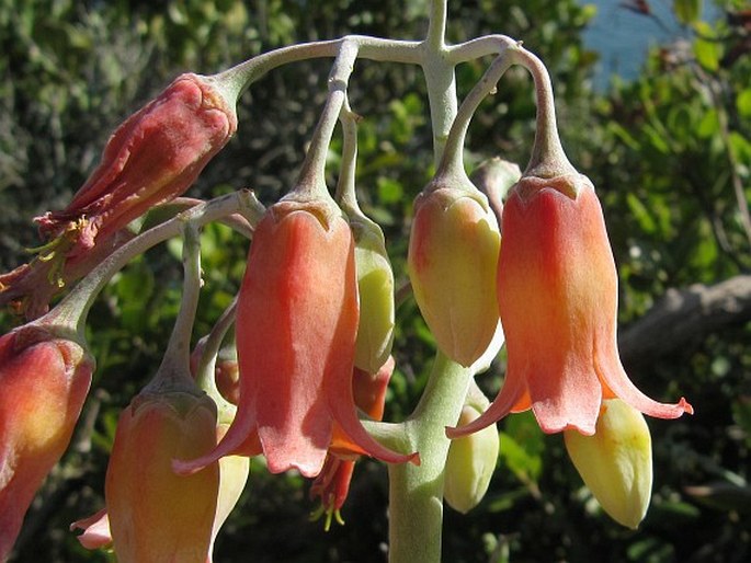 Cotyledon orbiculata