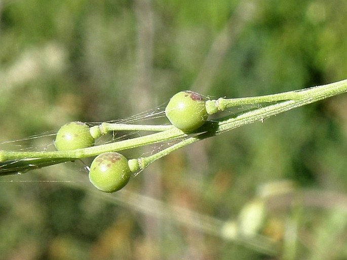 Crambe abyssinica