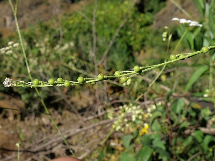 Crambe abyssinica