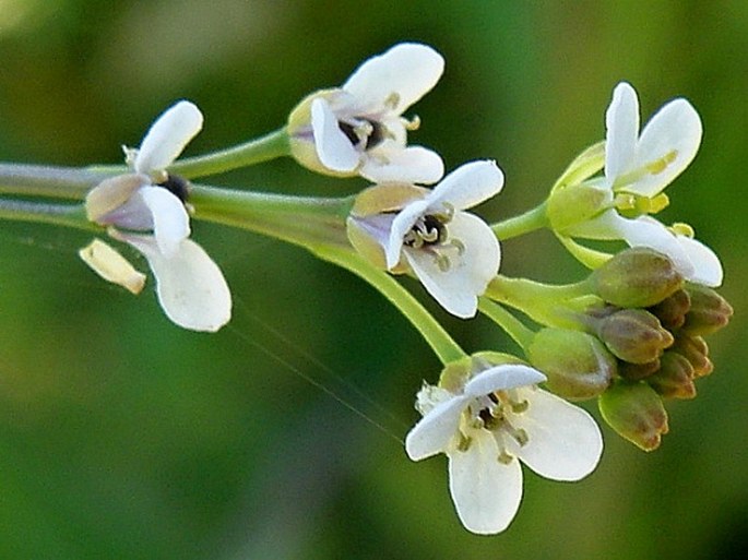 Crambe abyssinica