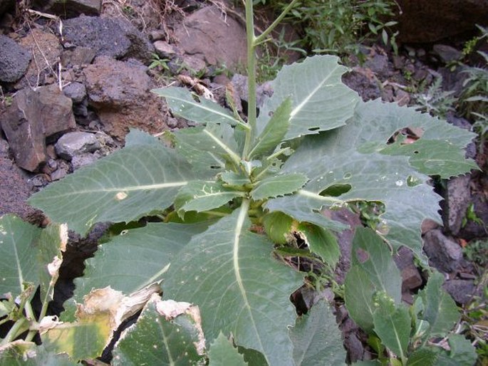 Crambe laevigata