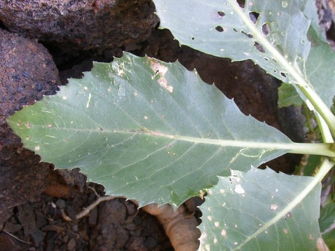 Crambe laevigata