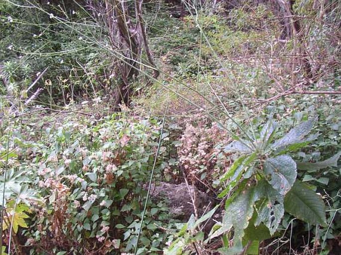 Crambe pritzelii