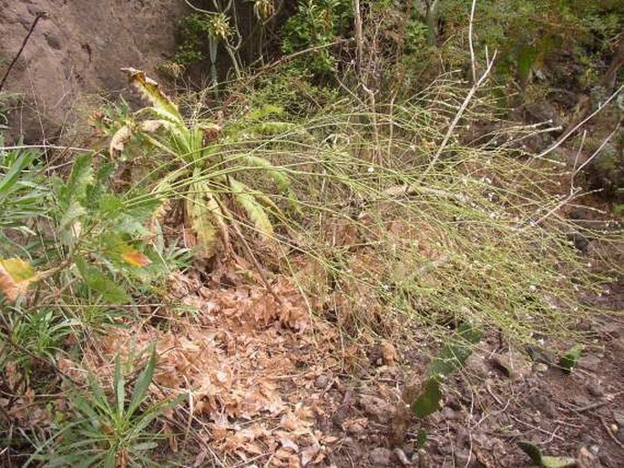 Crambe pritzelii