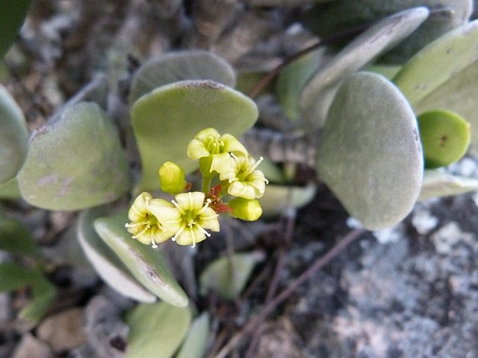 Kalanchoe integrifolia