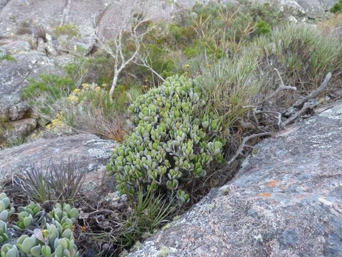 Kalanchoe integrifolia