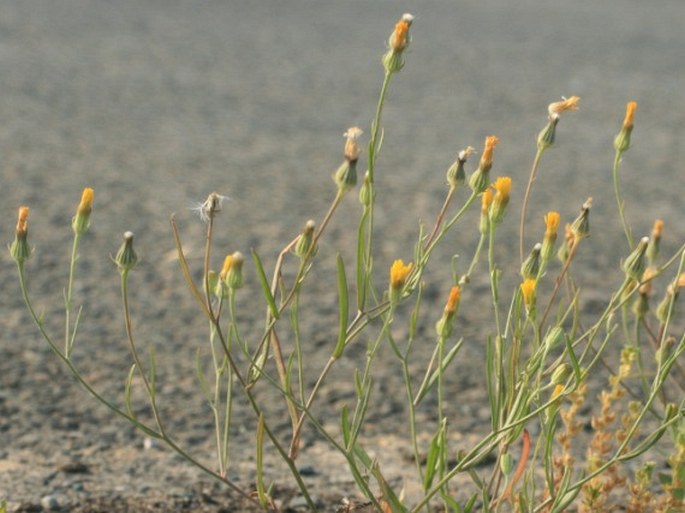 Crepis tectorum