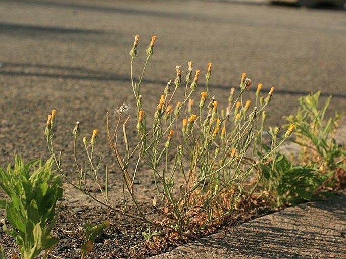 Crepis tectorum