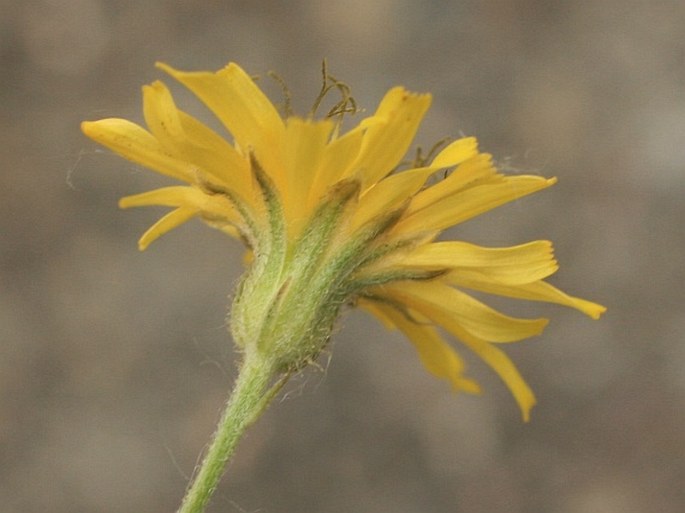 Crepis tectorum