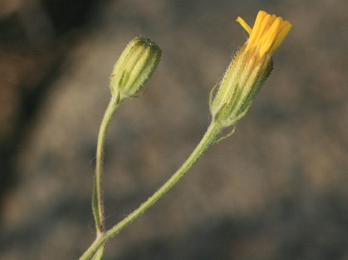 Crepis tectorum