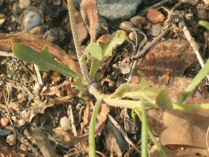 Crepis tectorum