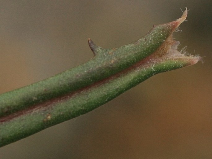 Crepis tectorum