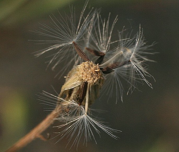 Crepis tectorum