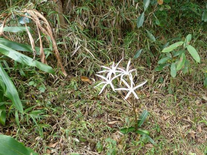 Crinum firmifolium