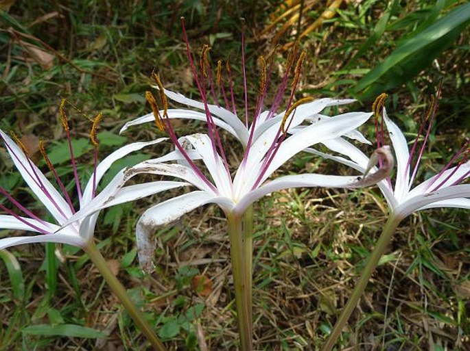 Crinum firmifolium