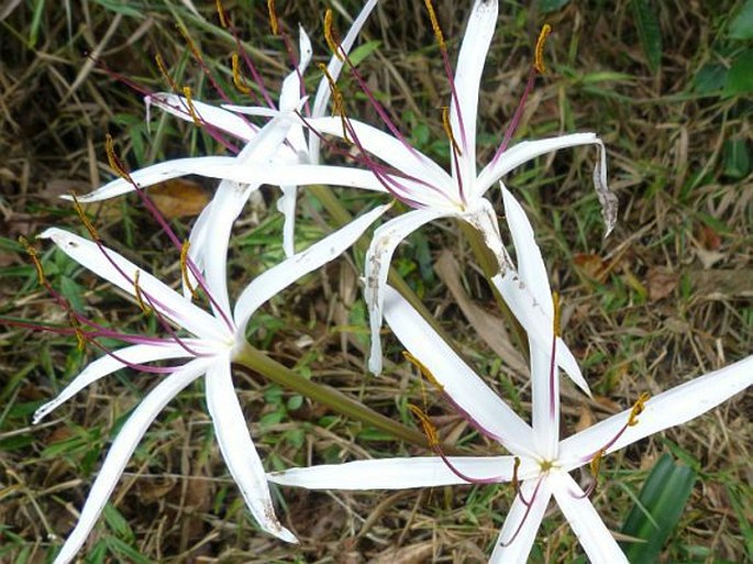 Crinum firmifolium