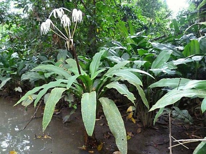 Crinum erubescens