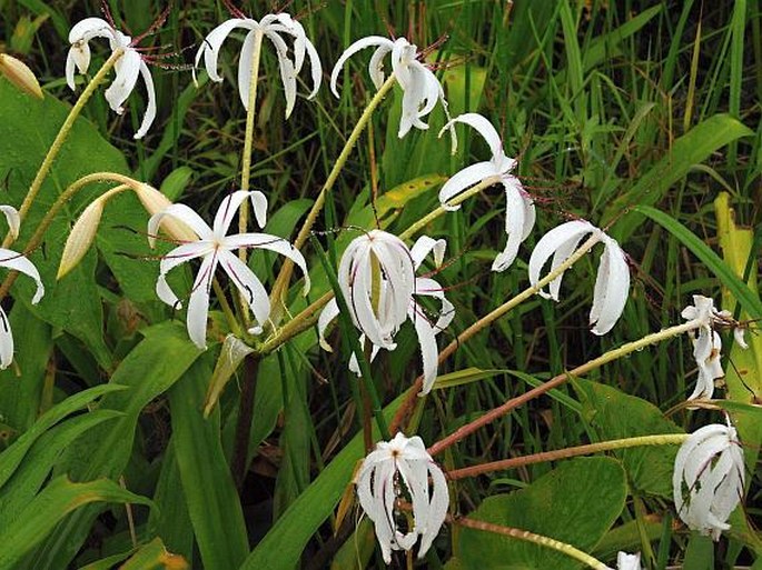 Crinum erubescens