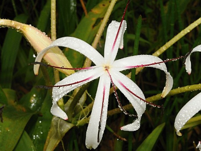 Crinum erubescens