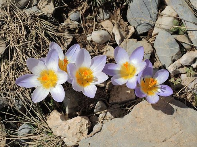 Crocus nivalis