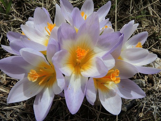 Crocus nivalis