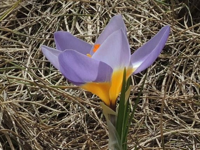 Crocus nivalis