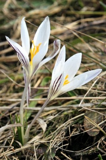 Crocus reticulatus