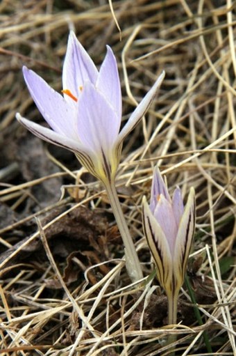 Crocus reticulatus