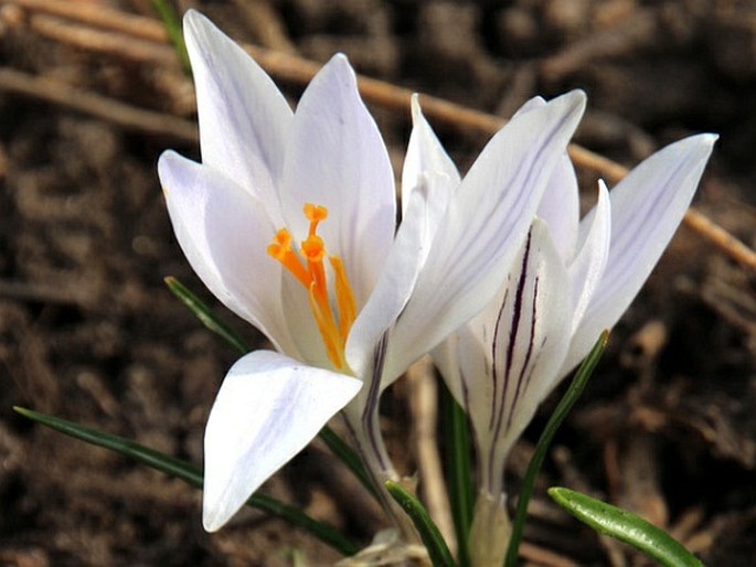 Crocus reticulatus