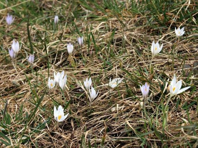 Crocus reticulatus