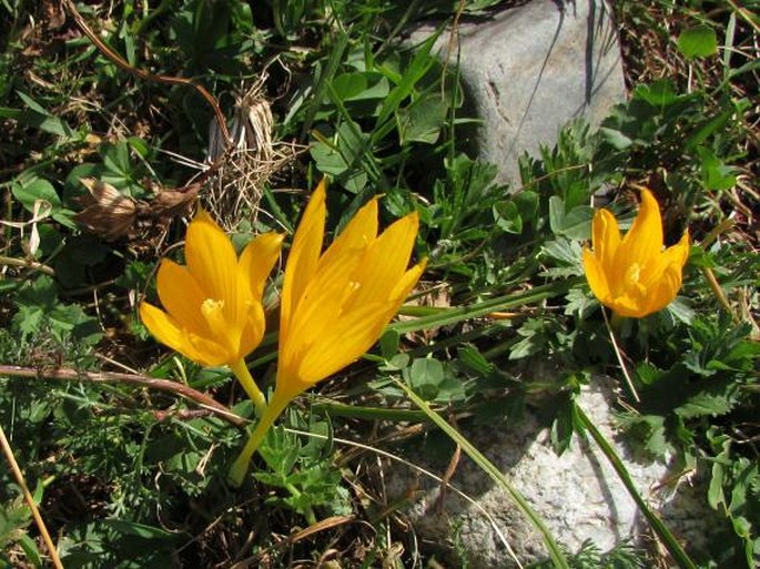 Crocus scharojanii