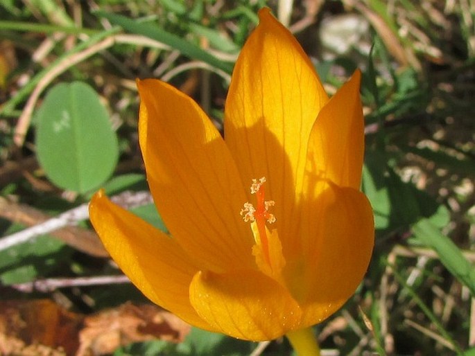 Crocus scharojanii