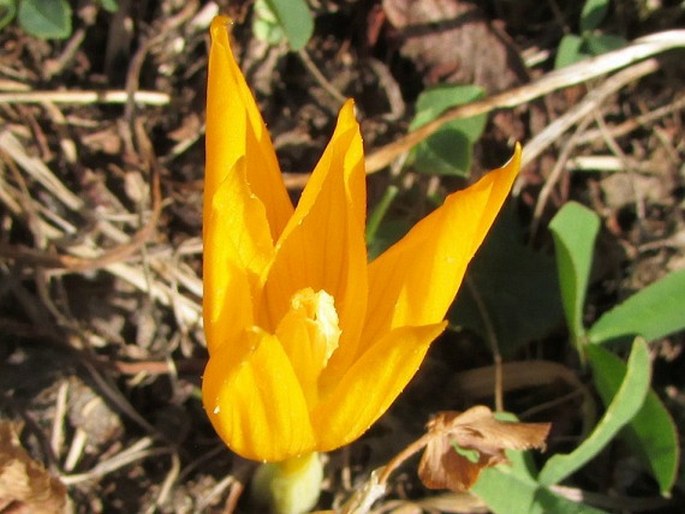 Crocus scharojanii