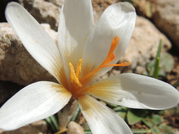 Crocus sieberi